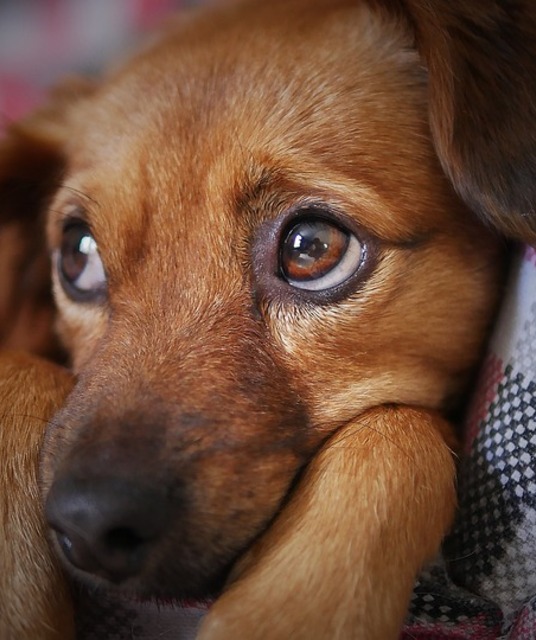 avatar tiendademascotaespaña